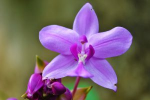 Suivi des acquisitions : REGISTAR Orchidée