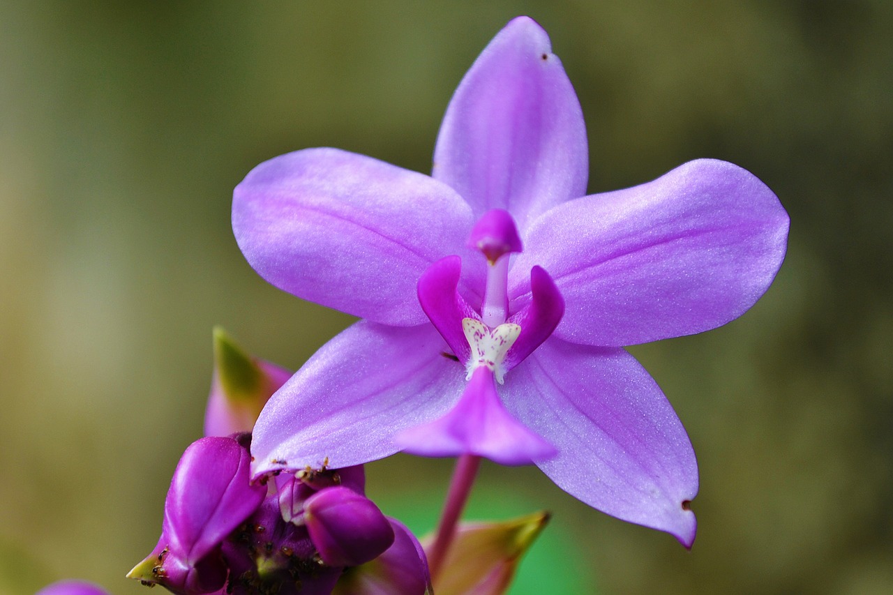 REGISTAR Orchidée Solutions pour médiathèques